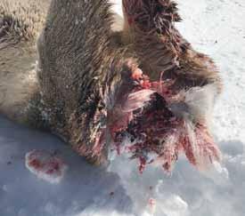 Er tat es schon vorher in der Dickung und schneidet dann vor den Augen des Skifahrers seine erschöpfte Beute bei lebendigem Leib weiter an.