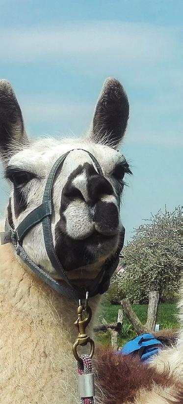 WANDERUNG MIT LAMAS Am 8. September wollen wir mit Lamas durch die wunderschöne Wetterau wandern.