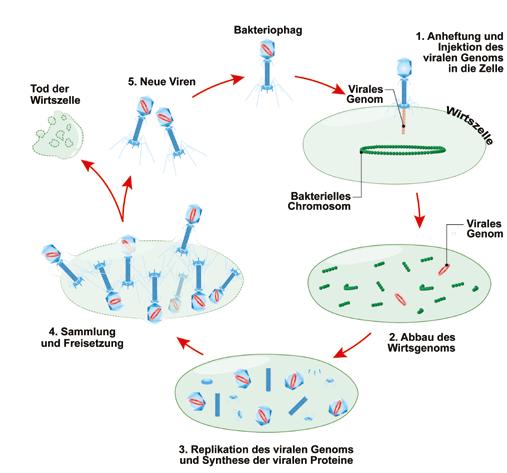 2-3. Die metabolische Aktivität der Zelle wird dann in Richtung des Phagengenoms gelenkt, was zur Replikation der Phagen- DNA und zur Synthese von Phagenproteinen führt. 4-5.