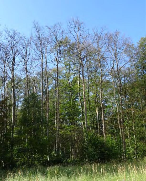 absterbende Bäume bzw. solche mit starker Schädigung (mit nur noch sehr geringem Anteil grüner Belaubung im unteren Kronenbereich) auf das Vorhandensein von Ausbohrlöchern kontrolliert werden.