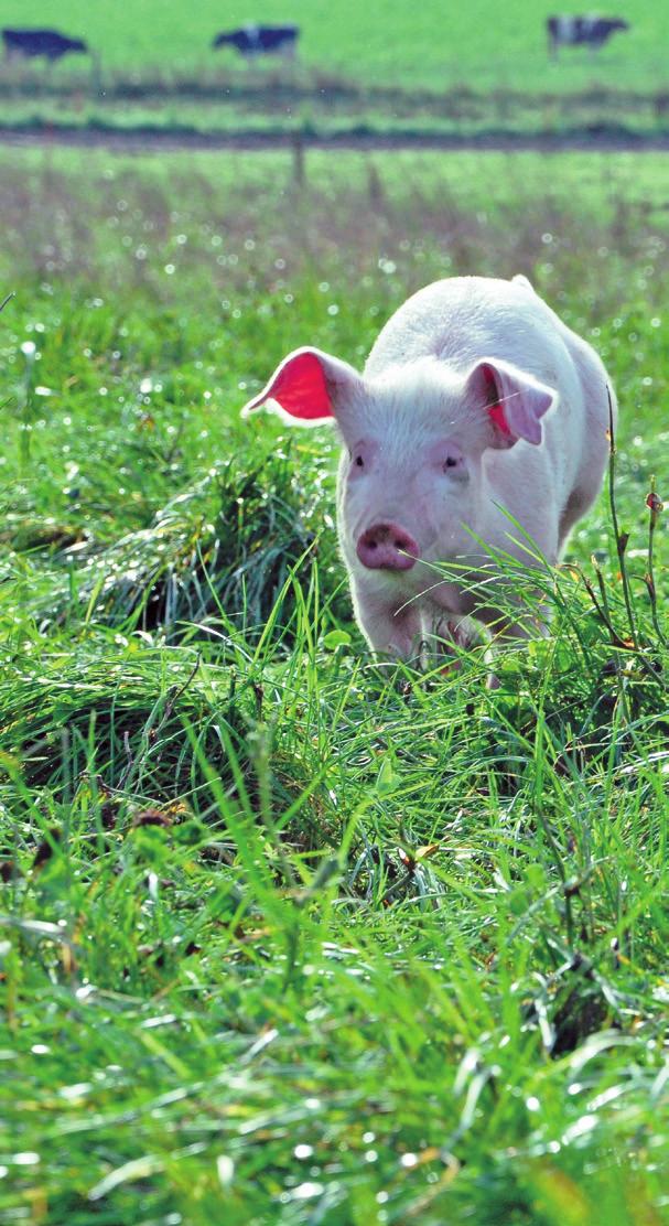 Der Schweinezüchter ist nämlich auch ein erfahrener Ackerbauer, der sich vor keiner noch so schwierigen Kultur scheut.