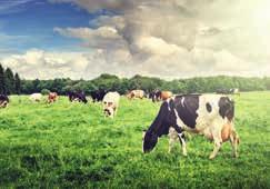 % Black Angus). Das Fleisch ist frei von gentechnisch behandelten Organismen und ohne jegliche Wachstumshormone. Die Rinder stammen aus freilaufender Aufzucht.