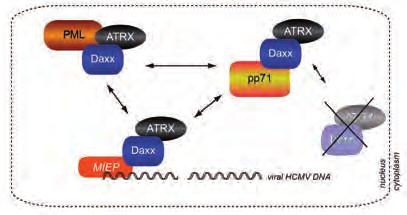 Kontrollproteine in der Steuerung des produktiven Replikationszyklus und in der Adenovirus-vermittelten Zelltransformation.