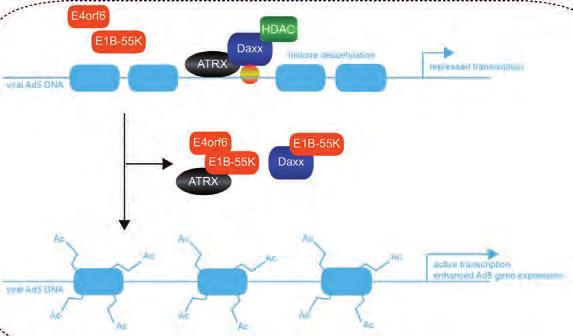 antiviraler Wirkstoffe schaffen. Fig. 1: Ad5 mediated regulation of the cellular Daxx/ATRX chromatin remodeling complex Daxx/ATRX repressive complexes assemble at viral genomes.
