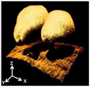 Chapter 2: Part I: 3-D imaging systems for agricultural applications A review 26 Figure 2-7: 3-D reconstruction of melon seeds based on interferometry (reproduced from Lee et al. (2011)).
