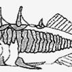 chling Gasterosteus gymnurus Cuvier, 1829