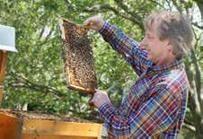 Die Bienen finden hier im Umkreis von drei Kilometern reichlich Nektar und Pollen, erzählt er und deutet auf die Linden in der Nachbarschaft, die im Marienviertel ihre Hauptnahrungslieferanten und