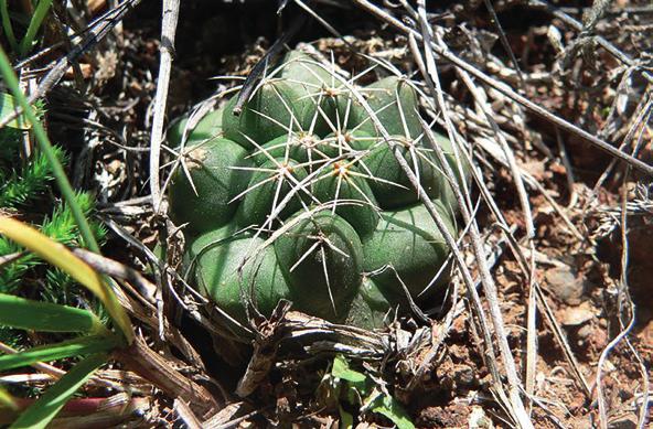 AƒM this year concerning Coryphantha brevimamma. Both authors wrote about C. vogtherriana as having been found near Monte Caldera close to San Luis Potosí. E.