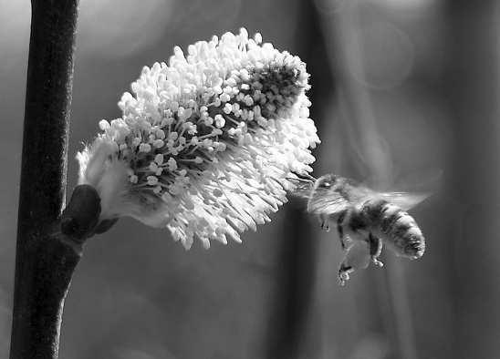 Der Jugendclub Nebra Imkerei Faszination und Leidenschaft Neu-/Anfängerkurse im Bienenlehrgarten Nebra Reiche Obsternte, eigener Honig und die Gewissheit, Gutes für die Natur zu tun all das ist