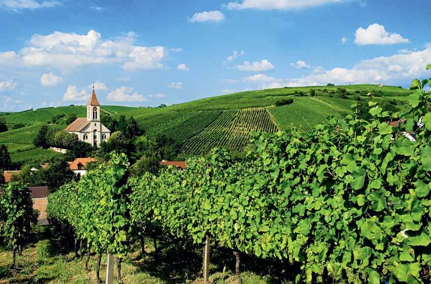 Bild: Touristik Information Auggen Weiter führt der Weg über Auggen, wo ein guter Wein wächst!