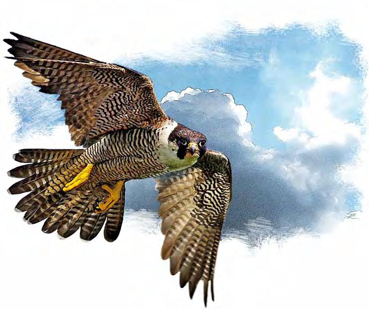 Wanderfalke (Falco peregrinus Tunstall) April Sie vernichteten Getreide, Brot, Gemüse und vieles andere.