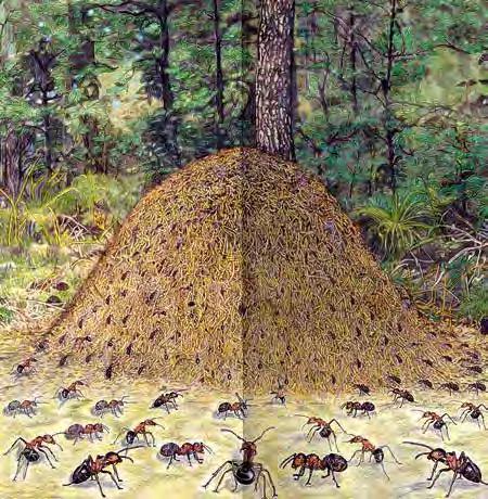 Ameisenkönigin Auf einer Waldwiese wird ein zirka 10 mal 10 Meter großes Quadrat als Spielfeld abgesteckt.