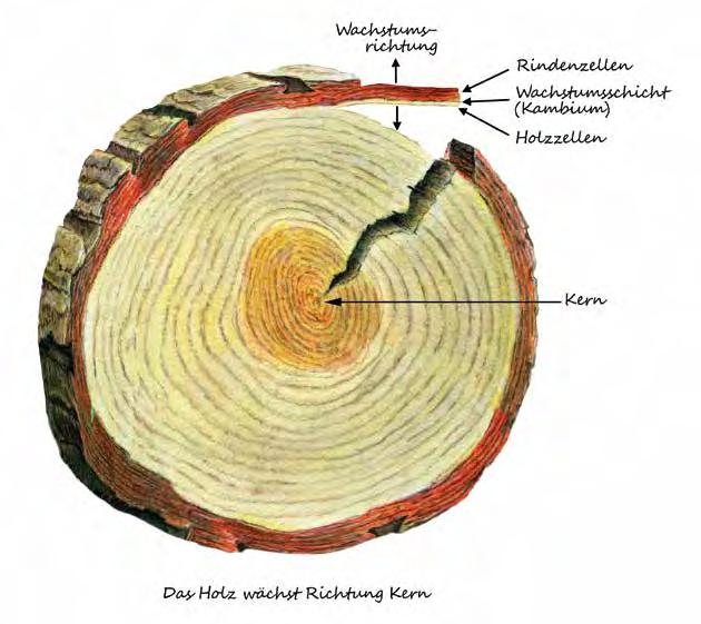 Der ist nicht das Holz, sondern eine dünne grüne Wachstumsschicht, die außen am Holz wächst. Wie eine dünne Hülle umschließt sie das Holz. Die Wachstumsschicht wird auch Kambium genannt.