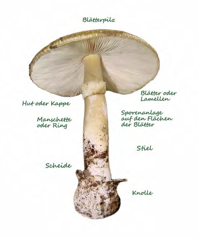 Pilze Der Maronenröhrling, auch Marone oder Braunkappe genannt, ist der meistgesammelte Speisepilz in Brandenburgs Wäldern. Die Pfifferlinge sind normalerweise nicht von Maden befallen.