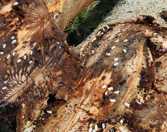 Borkenkäfer stellt Waldbesitz vor gewaltige Herausforderung Der Jahrhundertsommer 2018 führte in den Fichtenbeständen in NRW zur größten Borkenkäferkalamität seit 1947.