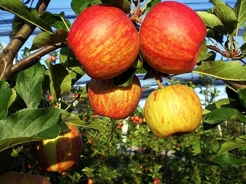 Bio-Äpfel Zertifikat Knospe Bio Bauernhof