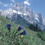 700 m reichen von den Fichtenmonokulturen in den Sanierungsgebieten der Pflegezone bis zu den nicht oder kaum menschlich beeinflussten Rasengesellschaften der alpinen Höhenstufe.