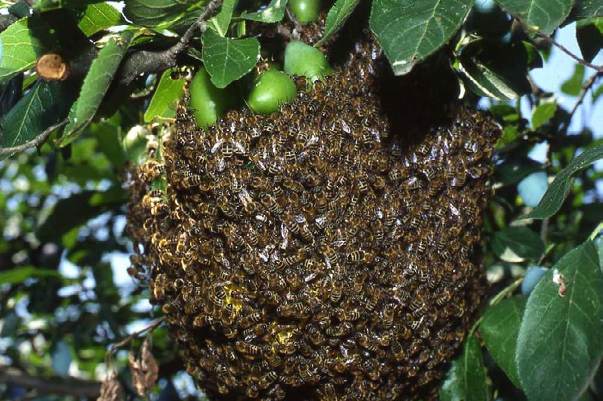 Vielmehr werden je nach aktuellem Arbeitsbedarf im Bienenvolk bestimmte Tätigkeiten früher oder später übernommen oder eine Sammelbiene wird gar wieder zur Amme umfunktioniert.