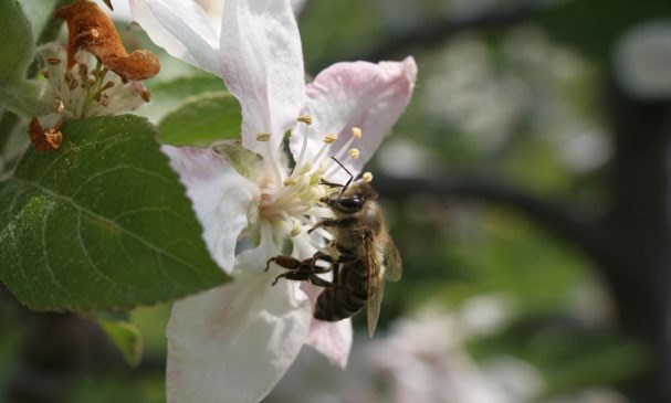 Weltweit wird die durch Honigbienen erbrachte Leistung bezüglich der Ertrags- und Qualitätsverbesserung landwirtschaftlicher Produkte auf 100 bis 20