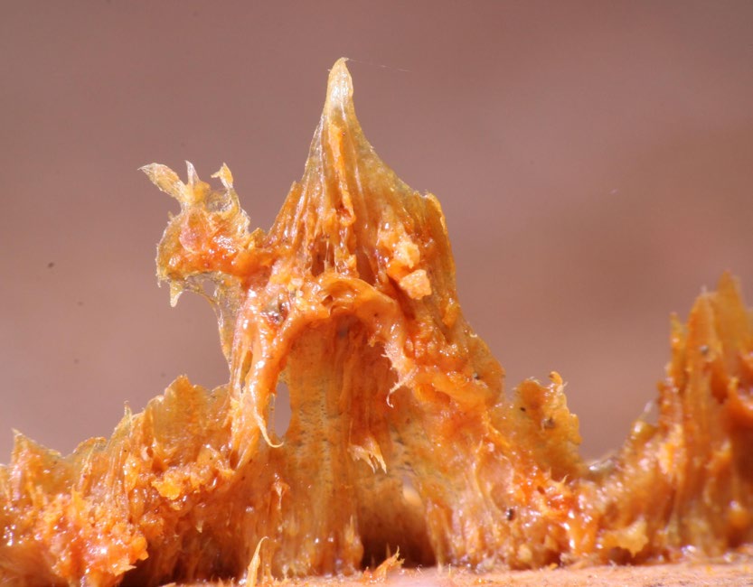 Propolis wird auch als Kittharz bezeichnet das von den Bienen zur Desinfektion des gesamten Stocks verwendet wird. Dabei werden Brutzellen und Vorratszellen mit einem dünnen Propolisfilm überzogen.