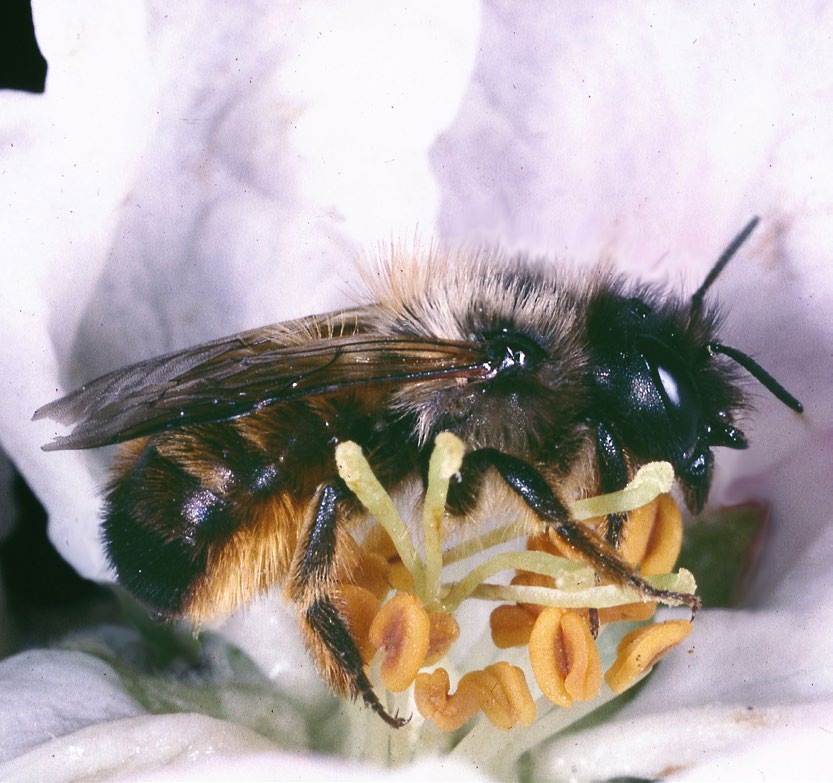 Vorwarnliste der Bienen Deutschlands bzw. Baden-Württembergs aufgenommen werden musste.
