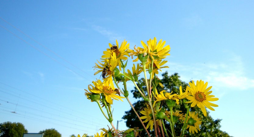 Durch bestimmte Maßnahmen kann die Landwirtschaft zur Verbesserung der Versorgung von Bienen und Wildinsekten in dieser blütenarmen Zeit beitragen.