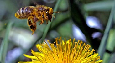 7. Bienenschutz im Pflanzenschutz 7.