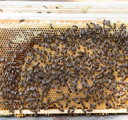 Vorwort Vorwort Honigbienen leisten als Bestäuber unserer Wild- und Kulturpflanzen einen unersetzlichen Beitrag für den Erhalt der Artenvielfalt in unserer Umwelt.