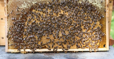 Als einziges Insekt werden sie als Haustiere gehalten und haben dennoch bis heute nichts von ihrer Wildheit verloren. Dies macht den besonderen Reiz der Bienenhaltung aus.