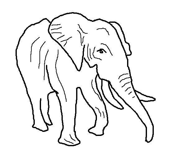 Elefanten: Muthu und Palani Schulterhöhe: Afrikanischer Elefant: Schulterhöhe: Indischer Elefant: