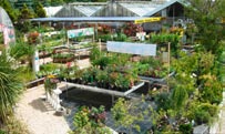 Gartenbau Gartenbau Großer frisches Gemüse (saisonal) sowie Beet-, Balkon,- Zimmerpflanzen aus eig. Anzucht 12 4 08527 Leubnitz, OT Schneckengrün Hauptstr.
