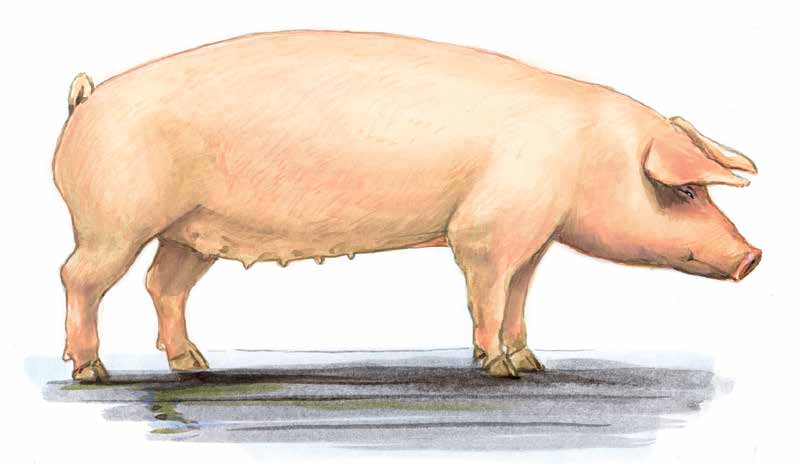 18 Das Sus scrofa domestica Hausschwein STECKBRIEF Bezeichnungen: Eber (männl.), Sau (weibl.), Ferkel (Jungtier) Bestand: ca. 28 Millionen Haltung: Mastschwein ca.