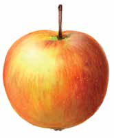 68 Äpfel Ausgewählte Sorten Etwa 1.500 Apfelsorten wachsen in Deutschland, davon rund 40 im Erwerbsobstbau. Die meisten dieser Sorten sind Züchtungen, entstanden durch Kreuzung.