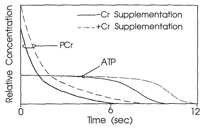 Ergometer, etwa 50% der ATP-Regeneration vom PCr kamen und die anderen 50% von der anaeroben Glykolyse.