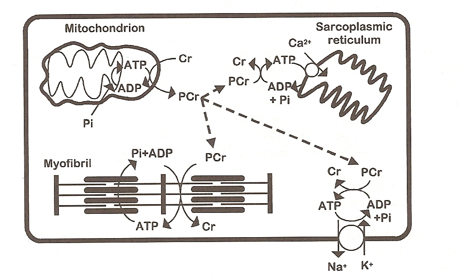 entstanden ist, muss es wieder phosphoryliert werden zu ATP, damit es wieder Energie liefern kann, was allerdings nur im Mitochondrium möglich ist.