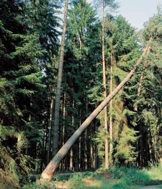 24 Zufallbringen von hängengebliebenen Bäumen VSG 4.3 (Forsten) 5 (6) Hängengebliebene Bäume werden zur tödlichen Gefahr, wenn Sie diese Verbote missachten: Nie den hängengebliebenen Baum besteigen!