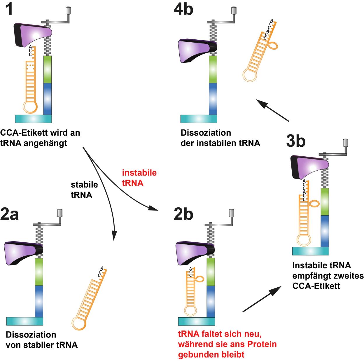 Grafische Illustration: Das Enzym, das die Nukleotid-Dreierkette (CCA) an die Transfer-RNAs (trnas) anheftet, ist ein Protein, das wie ein Schaubstock wirkt: Es umklammert die jeweilige trna, wenn es
