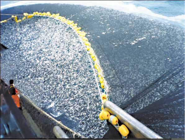 5 Ringwadenfischerei Chilenische Bastardmakrelen in einem Ringwadennetz: Diese Fischart wird vor allem für die Verarbeitung zu Fischmehl gefangen.