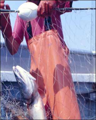 schen sicherlich geholfen, die Anzahl der nach dem Rückwurf gestorbenen Fische zu reduzieren.