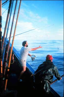 1) Kleine Köderfische werden normalerweise lebend über Bord geworfen, um in einem Fischschwarm einen Fressrausch auszulösen. Foto: Jose Cort, NOOA.