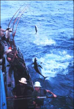 Fische angelandet sind das Wohl der mit Angelruten (Pole & line) gefangenen Fische verbessern würden: Reduktion des Leidens von Köderfischen Keine