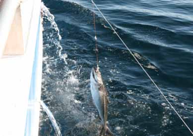 Thunfischfang mit der Langleine; aus dem Prospekt einer Herstellerfirma 10.