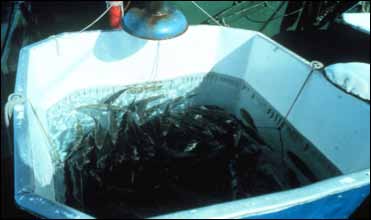 13 Verwendung lebender Köderfische Bei manchen Fischfangmethoden werden lebende Fische als Köder eingesetzt.
