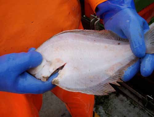 15 Verarbeitung lebender Fische Die meisten kommerziell gefangenen Fische, die nicht bereits tot angelandet werden, sterben entweder durch Ersticken an der Luft oder an einer Kombination von