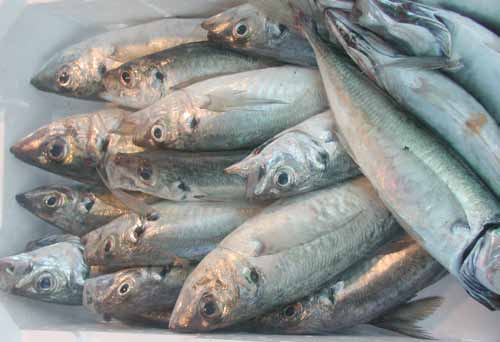 Teil 4: Zahlenmässige Reduktion des Fischleids 17 Wie viele Fische werden jedes Jahr gefangen?