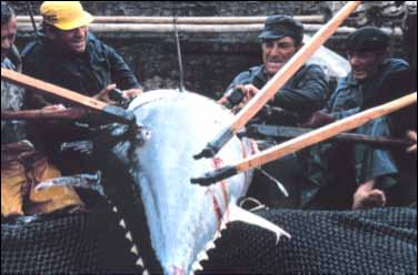 Teil 1: Fischwohl im kommerziellen Fischfang Einführung «Die Reaktionen von Fischen, von einigen Arten und in bestimmten Situationen darauf hindeuten, dass sie in der Lage sind, Angst zu erleben.