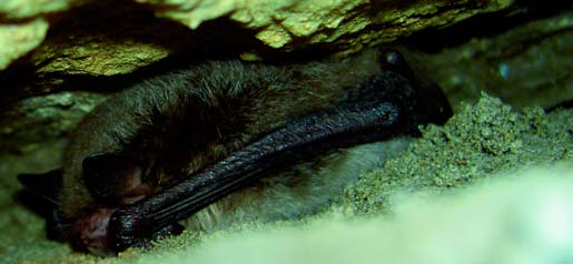 Abb. 5 (unten rechts): Winterquartier der Wasserfledermaus in einer Höhlenspalte.