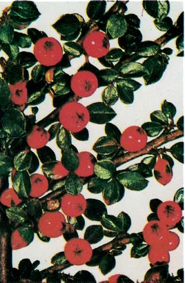 Zwergmispel (Cotoneaster-Arten) schwach alle Teile einschließlich der roten Früchte