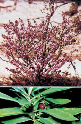 Seidelbast (Daphne mezereum) stark alle Teile einschließlich der Samen der roten Beeren Der Umgang mit Pflanzenteilen kann an der Haut Rötung, Blasen und Pusteln hervorrufen.