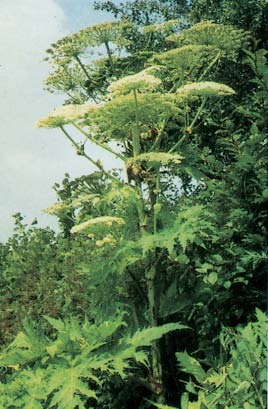 Riesen-Bärenklau (Herkulesstaude) (Heracleum mantegazzianum) Wiesen-Bärenklau (Heracleum sphondylium) Stängelsaft 30 Vor allem